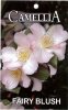 CAMELLIA Fairy Blush