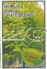 ULMUS glabra Lutescens [Golden Elm]