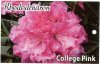 RHODODENDRON College Pink