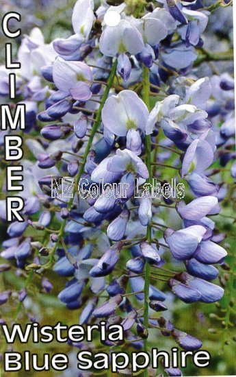 WISTERIA sinensis Blue Sapphire - Click Image to Close