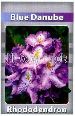 RHODODENDRON Blue Danube - Click Image to Close