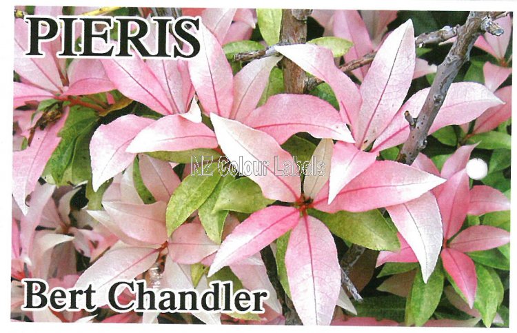 PIERIS Bert Chandler - Click Image to Close