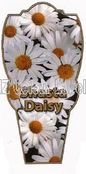 LEUCANTHEMUM maximum [Shasta Daisy] - Click Image to Close