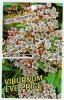 VIBURNUM Eve Price