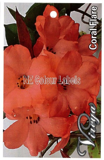 RHODODENDRON vireya Coral Flare - Click Image to Close