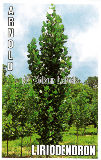 LIRIODENDRON Arnold - Click Image to Close