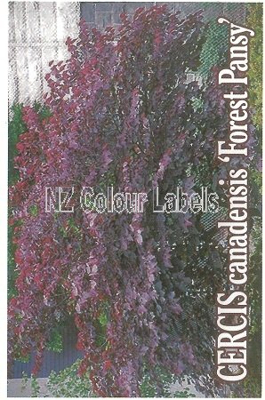 CERCIS canadensis Forest Pansy - Click Image to Close