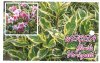 WEIGELA Variegated