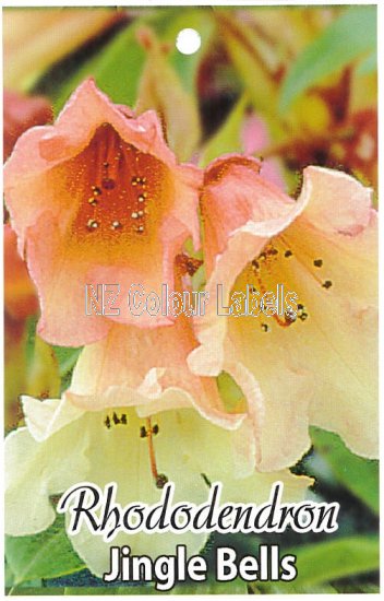 RHODODENDRON Jingle Bells - Click Image to Close