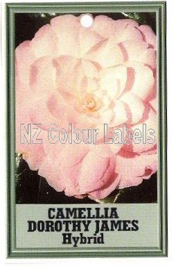 CAMELLIA Dorothy James Hybrid - Click Image to Close