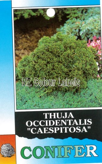 THUJA occidentalis Caespitosa - Click Image to Close