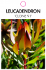 LEUCADENDRON CLONE 91