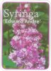 SYRINGA Edward Andre