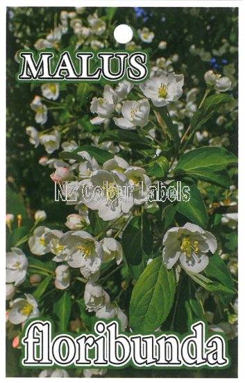 MALUS floribunda - Click Image to Close