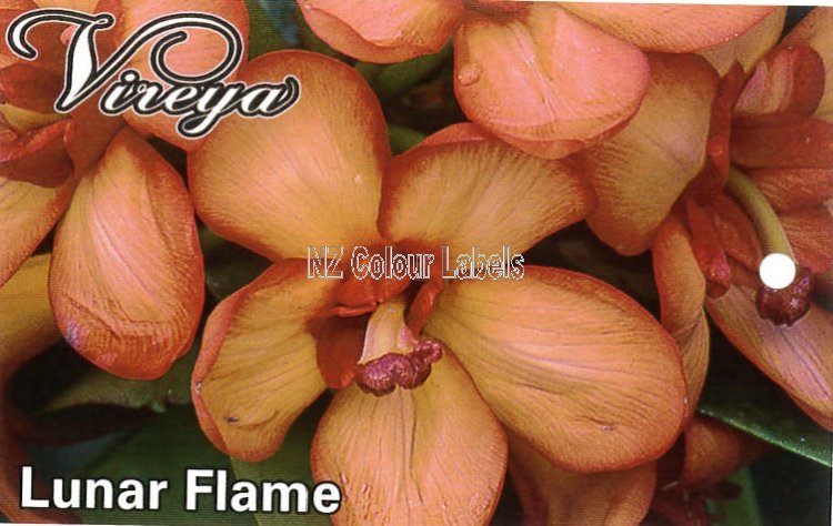 RHODODENDRON vireya Lunar Flame - Click Image to Close