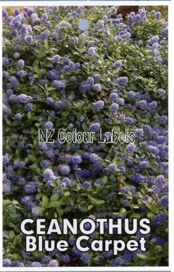 CEANOTHUS Blue Carpet - Click Image to Close