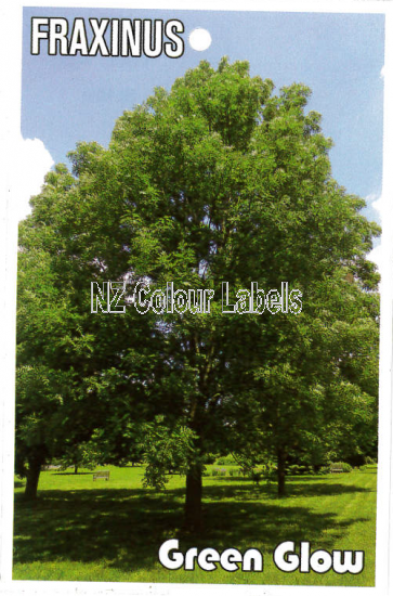 FRAXINUS Green Glow - Click Image to Close