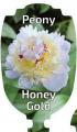 PAEONIA HONEY GOLD