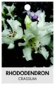 RHODODENDRON CRASSUM RHODODENDRON CRASSUM