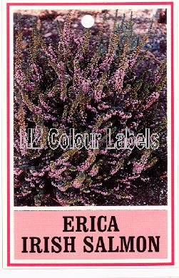 ERICA Irish Salmon - Click Image to Close