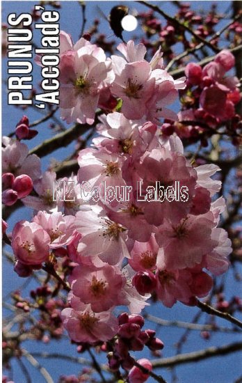 PRUNUS Accolade - Click Image to Close