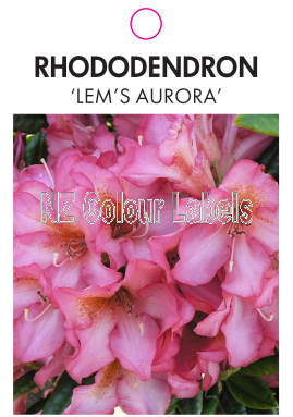 RHODODENDRON 'LEM'S AURORA' - Click Image to Close