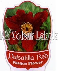 PULSATILLA vulgaris Red - Click Image to Close