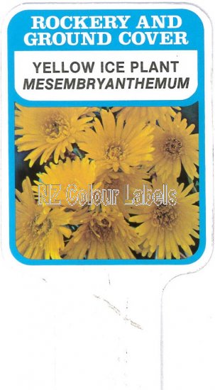 MESEMBRYANTHEMUM Yellow - Click Image to Close