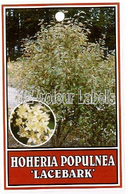 HOHERIA populnea - Click Image to Close