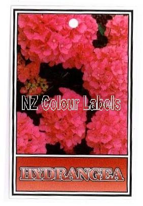 Hydrangea Pink - Click Image to Close