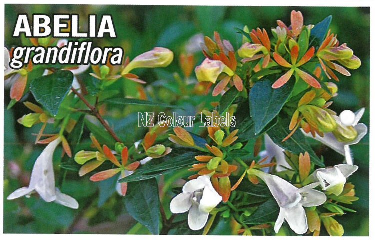 ABELIA grandiflora - Click Image to Close