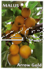 MALUS Arrow Gold