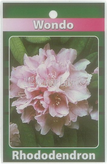 RHODODENDRON Wondo - Click Image to Close