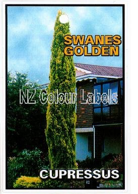 CUPRESSUS semp. Swanes Gold - Click Image to Close