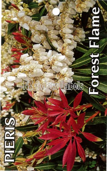 PIERIS Forest Flame - Click Image to Close