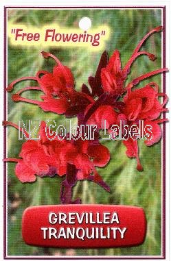 GREVILLEA Poorinda Tranquility - Click Image to Close