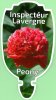 PAEONIA (Peony) Inspecteur Lavergne