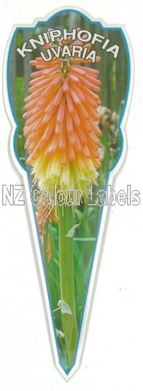 KNIPHOFIA uvaria [Red Hot Poker] - Click Image to Close