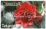 CAMELLIA Takanini