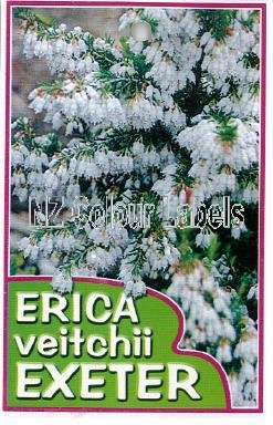 ERICA Veitchi Exeter - Click Image to Close