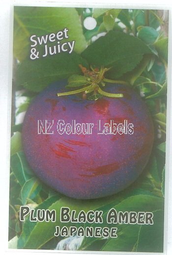 PLUM Black Amber - Click Image to Close