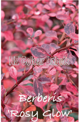 BERBERIS Rosy Glow - Click Image to Close