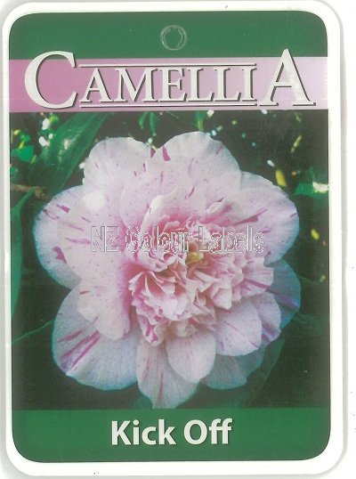 CAMELLIA Kick Off - Click Image to Close