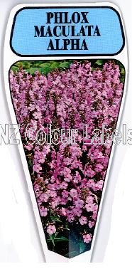 PHLOX maculata Alpha Perennial - Click Image to Close