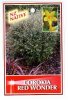 COROKIA Red Wonder