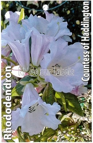 RHODODENDRON Countess Of Haddington - Click Image to Close