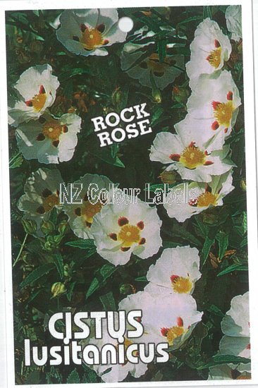 CISTUS lusitanicus - Click Image to Close