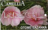 CAMELLIA Otame-Sazanku