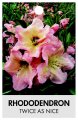 RHODODENDRON TWICE AS NICE RHODODENDRON TWICE AS NICE