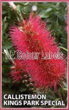 CALLISTEMON Kings Park Special - Click Image to Close